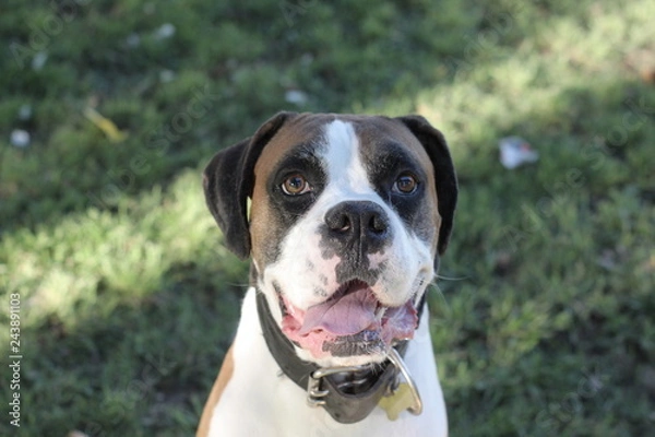 Fototapeta dog face 6