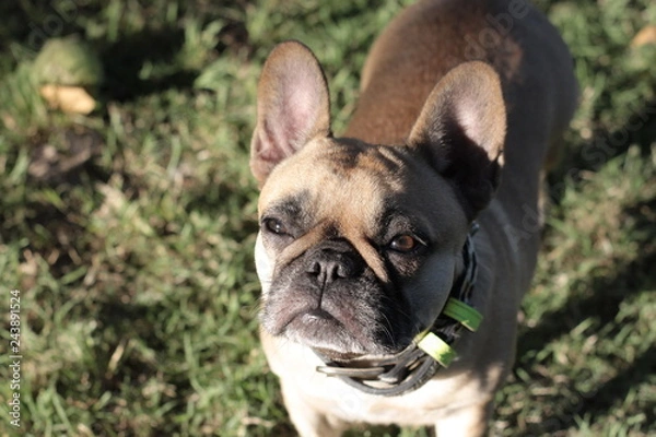 Fototapeta Dog Face 2