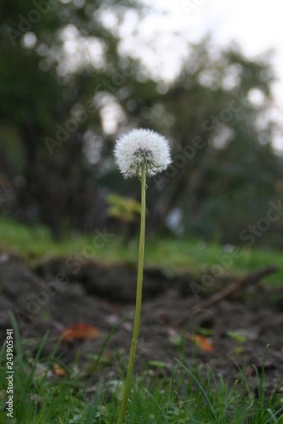 Fototapeta Dandelion with seeds closeup portrait