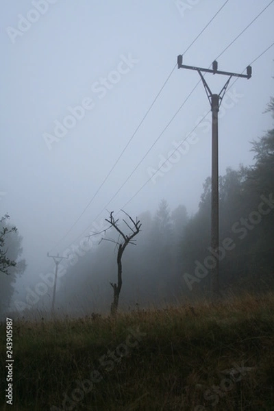 Fototapeta Power lines in foggy forest