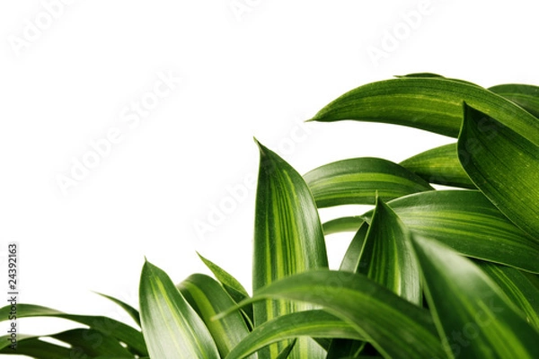 Obraz Green healthy leaves