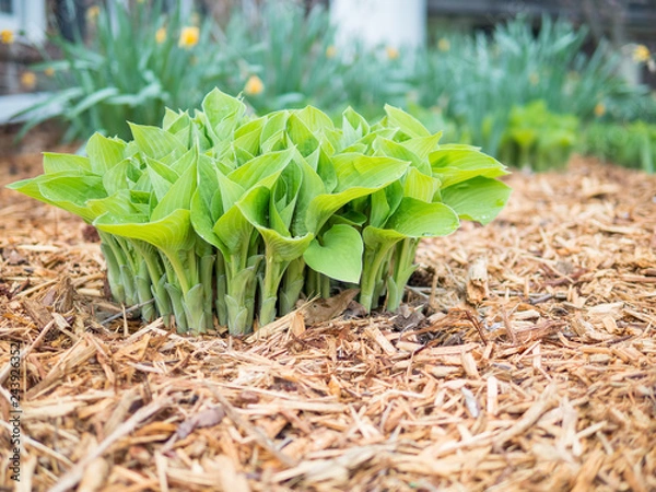 Obraz Hostas emerging in spring