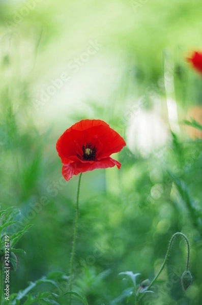 Obraz  bright red poppy flowers