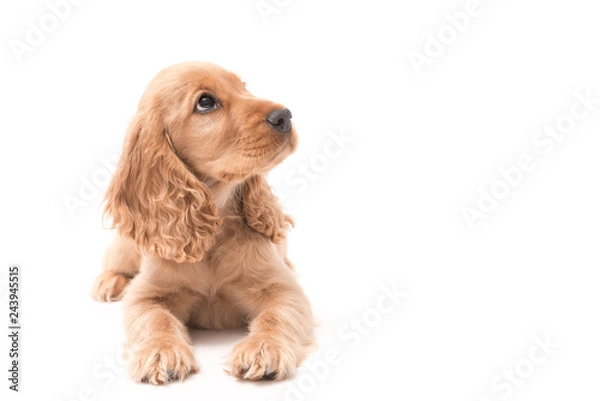 Obraz Golden Cocker Spaniel Photo shoot