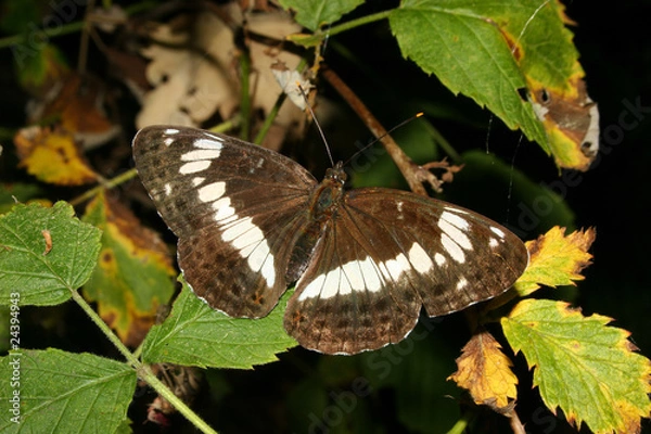 Obraz Kleiner Eisvogel (Limenitis camilla)