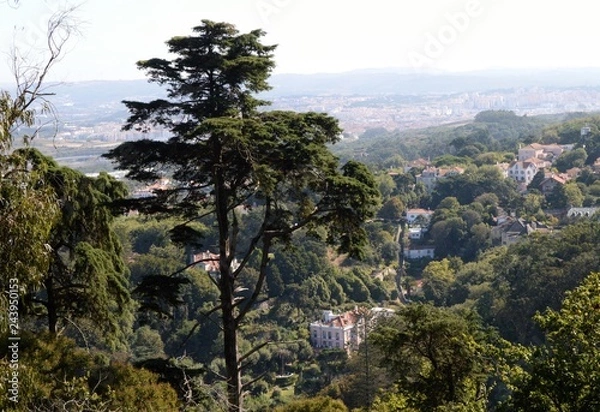 Obraz Tree against landscape 