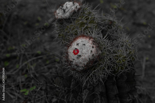 Obraz Dwukolorowy kaktus