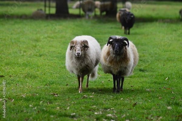 Fototapeta portrait of a sheep in the Netherlands, spend weekend outside of the city with fresh air and nature background. Date time and morning.