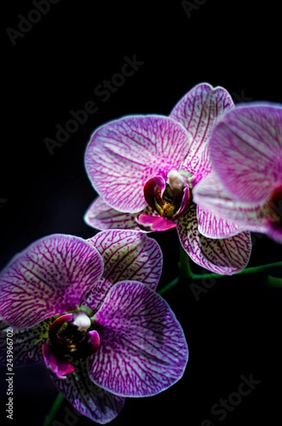 Obraz Two orchids on black background