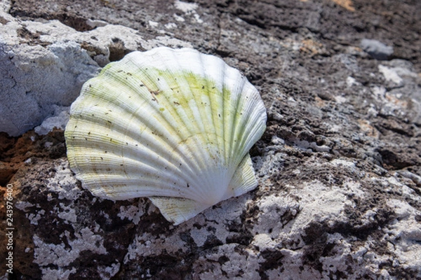 Fototapeta shell on the beach