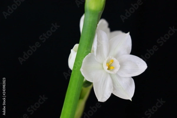 Obraz paperwhites