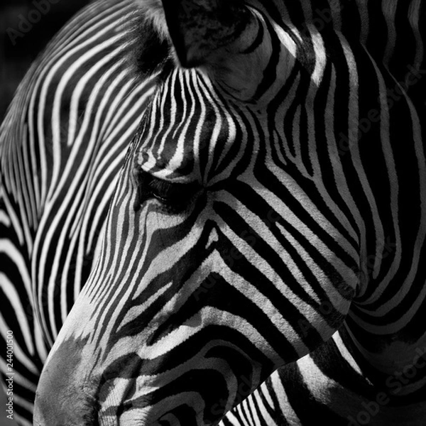 Obraz :: zebra II ::