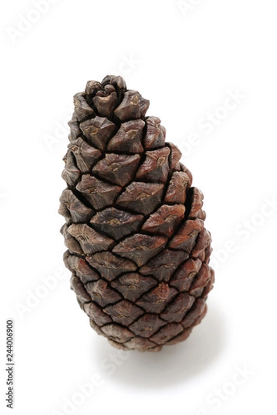 Fototapeta Pine cone on white background