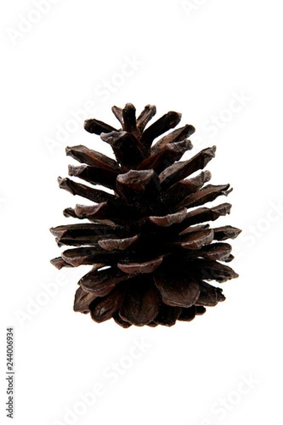Fototapeta Pine cone on white background
