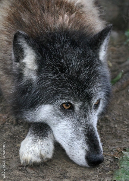 Fototapeta Wolf