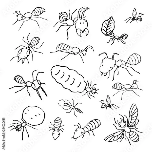 Obraz ants colony hand drawn sketch, vector illustration elements