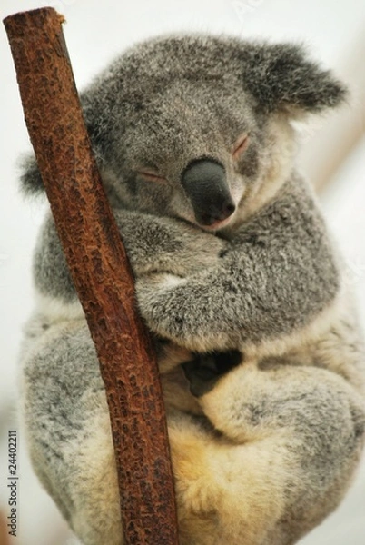 Obraz sleeping Koala 4