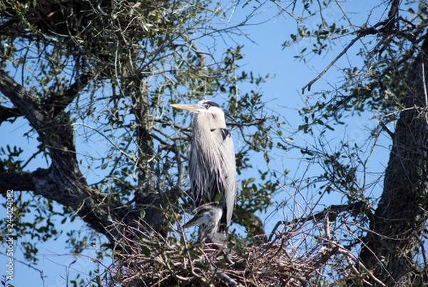Fototapeta bird in a nest