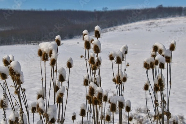 Fototapeta Winter flora