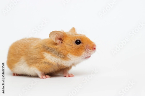 Obraz Syrian hamster looking