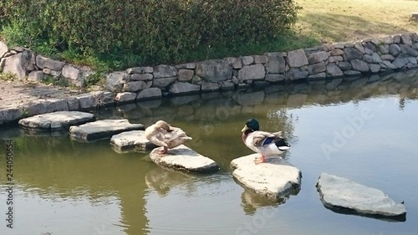 Fototapeta 小池と鴨