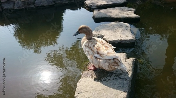 Fototapeta 小池と鴨