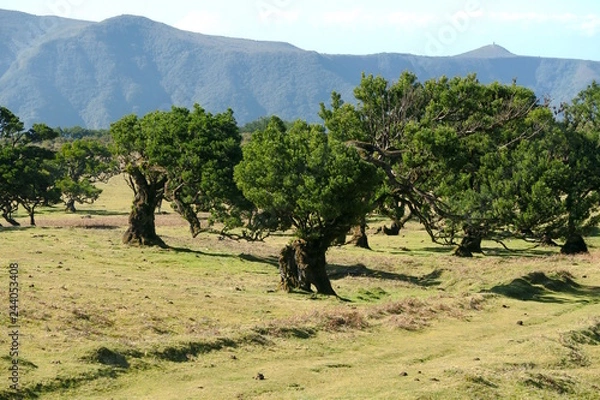 Obraz very old laurel tree, madeira