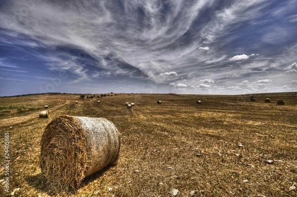 Fototapeta Fieno