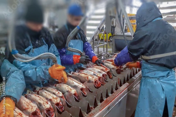 Obraz Rozmycie, bokeh, tło, abstrakcja, obraz tła. Cięcie łososia na linii produkcyjnej w przetwórni ryb