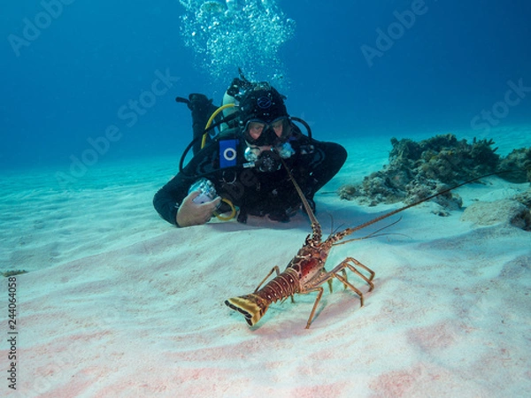 Obraz Languste spielt mit Taucher