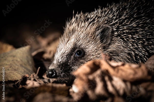 Fototapeta Kleiner Igel im Herbstlaub
