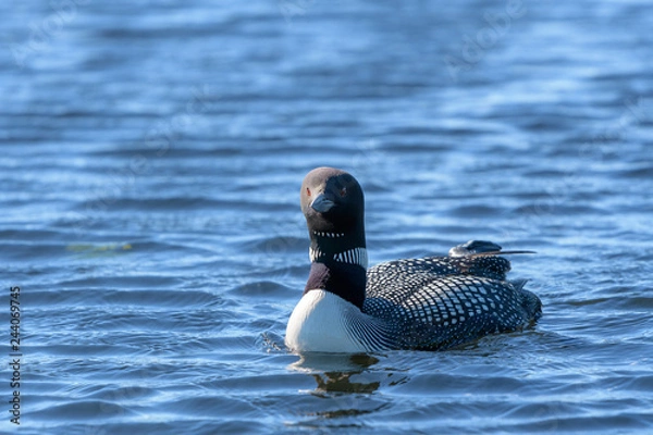 Obraz Loons, Minnesota state bird
