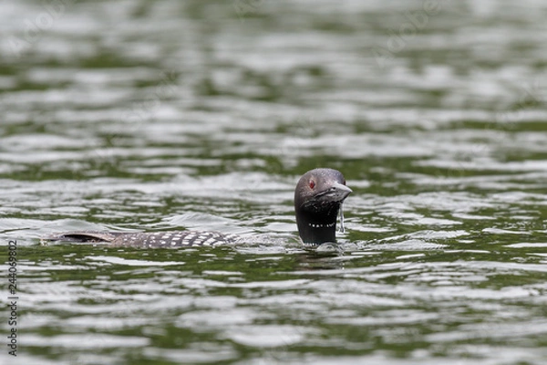 Obraz Loons, Minnesota state bird