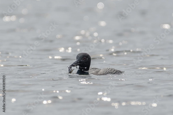 Obraz Loons, Minnesota state bird