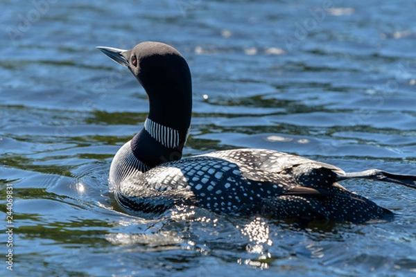 Obraz Loons, Minnesota state bird