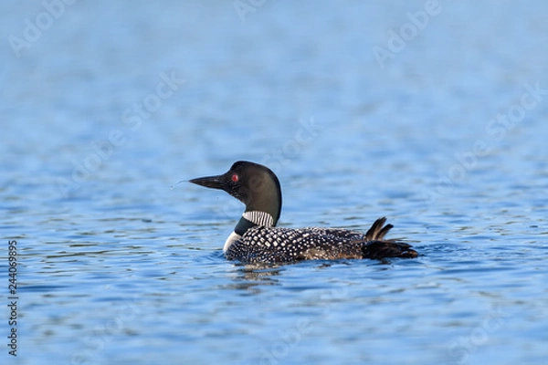 Obraz Loons, Minnesota state bird