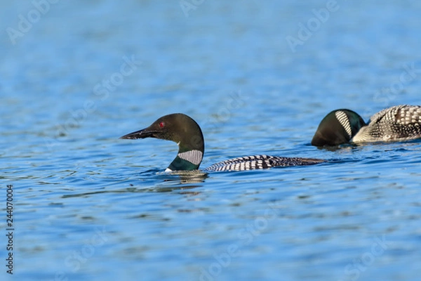 Obraz Loons, Minnesota state bird
