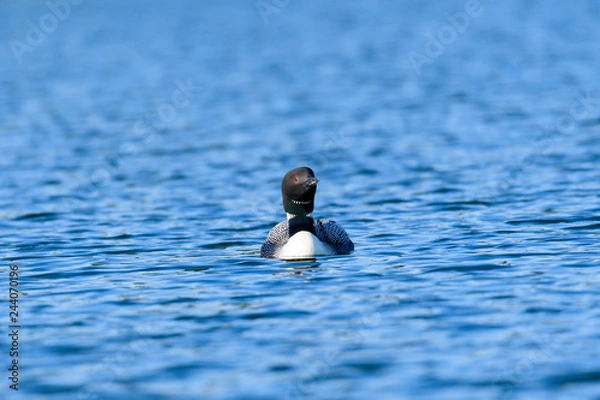Obraz Loons, Minnesota state bird
