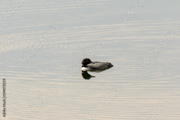 Obraz Loons, Minnesota state bird