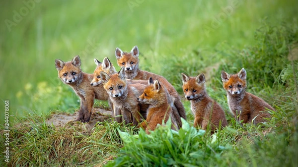 Fototapeta Red fox, vulpes vulpes, cubs sitting by the den. Group of animal babies looking around. Wildlife scenery with multiple small wild predators.