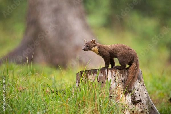 Fototapeta European pine marten, martes martes, standing on a stump in forest in rain. Small predator looking for a prey. Wildlife scenery from nature,
