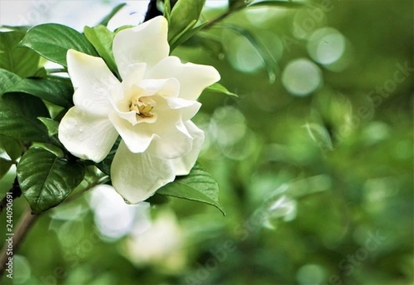 Obraz Pretty gardenia flower (Gardenia jasminoides) blooming in the green garden background , Spring in GA USA.