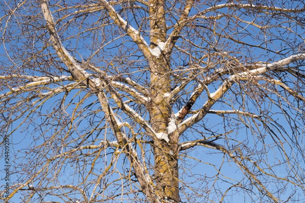 Fototapeta Branches of tree with snow on a blue sky background at winter