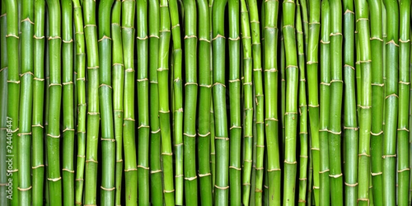 Obraz bambus