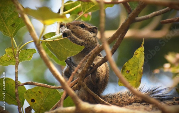Obraz Squirrel