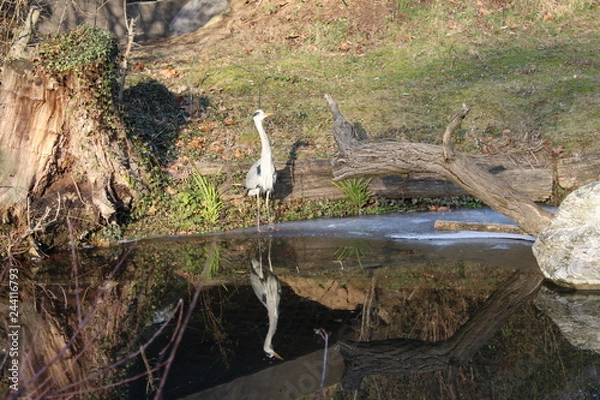 Obraz Graureiher sonniges Plätzchen