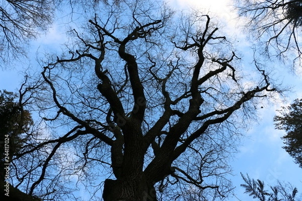 Obraz Der Baum