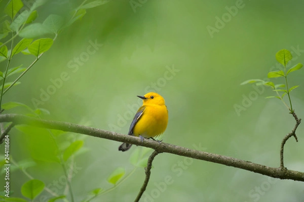 Obraz Prothonotary Warbler in Spring
