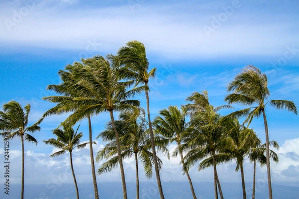 Fototapeta Palmy w Maui