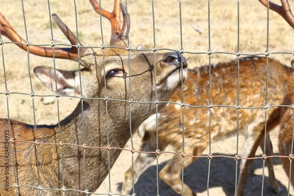 Obraz deer